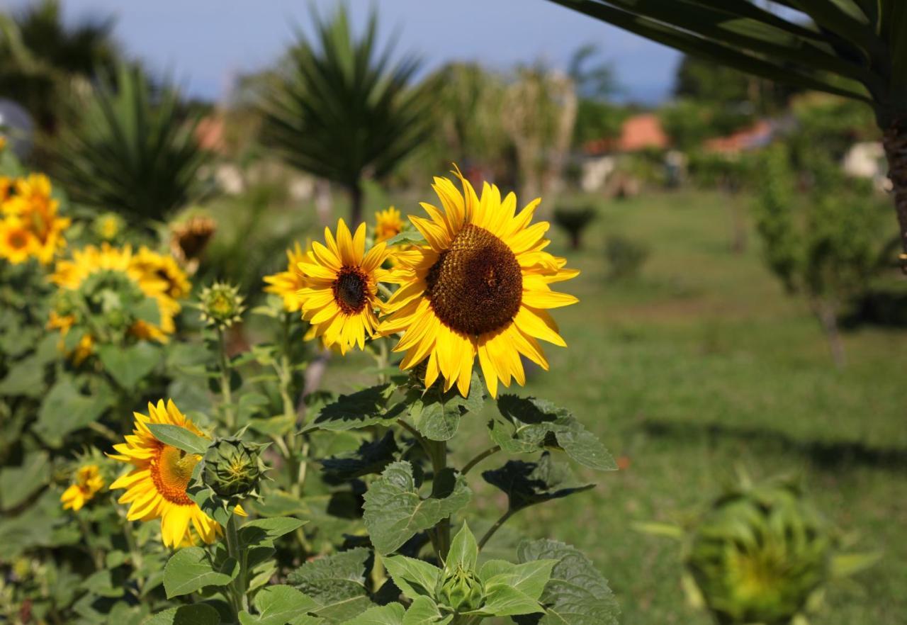 Agriturismo Ninea Ricadi Eksteriør billede